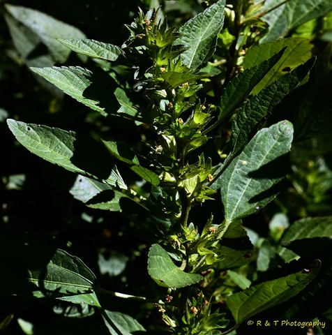 {Acalypha virginica}